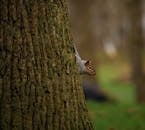 Small squirrel on trunk of tree in forest