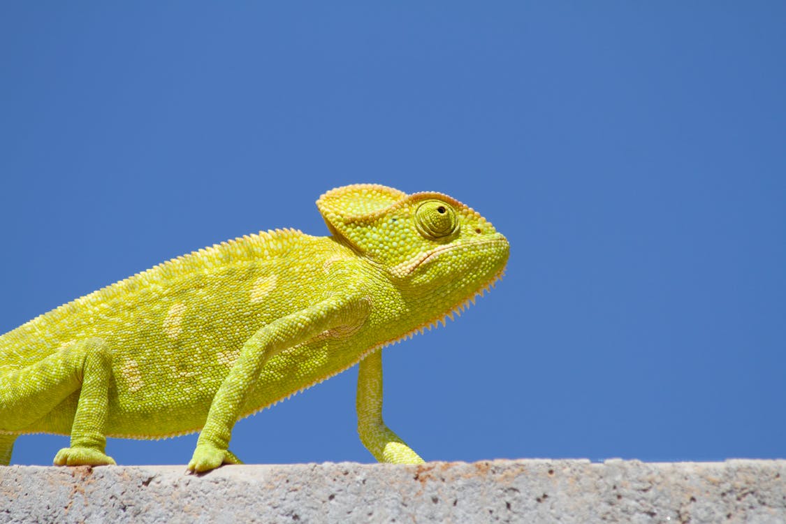 Free Chameleon on Top of the Wall Stock Photo