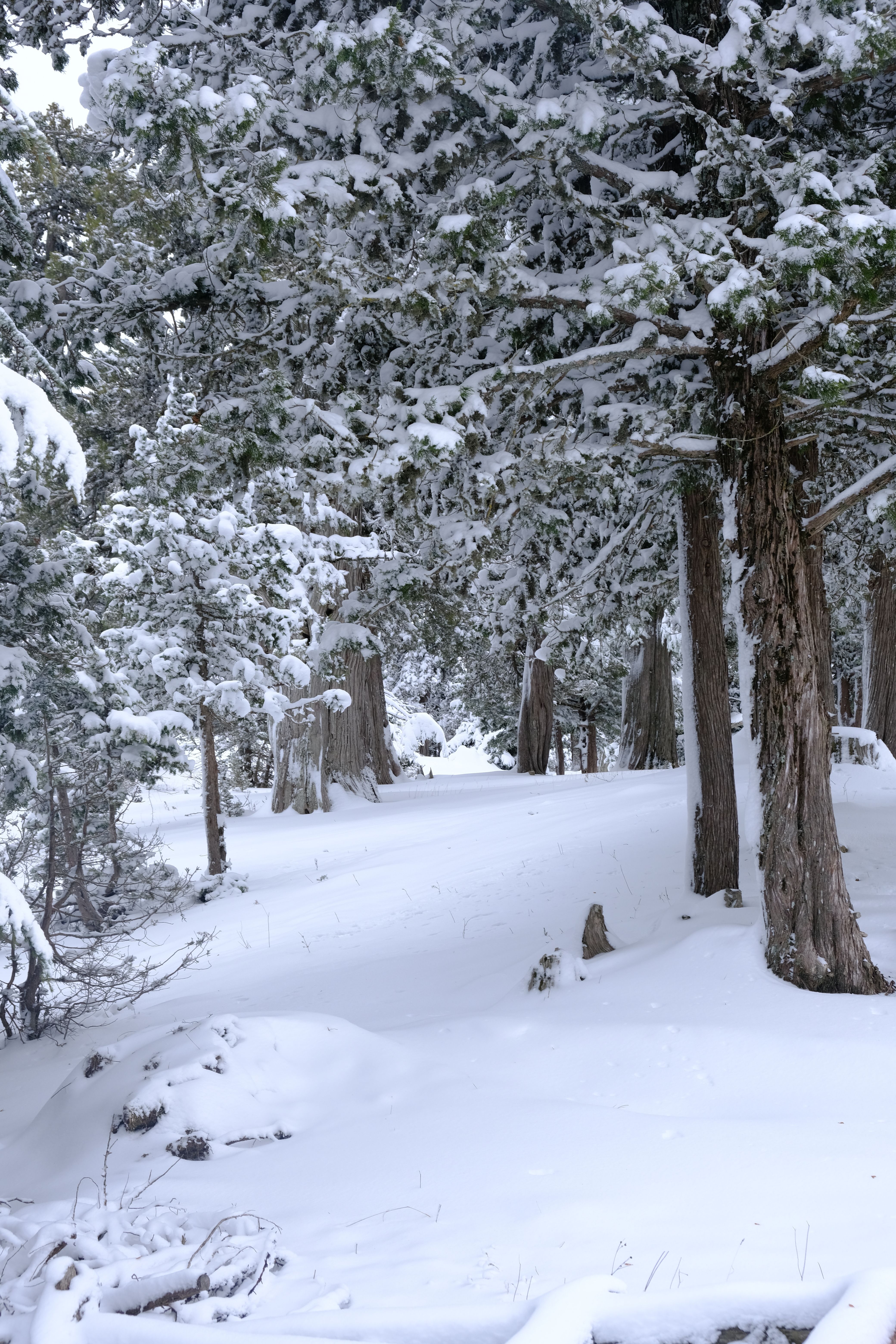 Serene Snowy Forest Path in Winter · Free Stock Photo