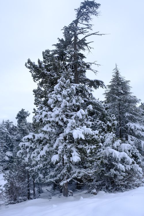 Free Majestic snow-laden trees in a serene winter forest setting. Stock Photo