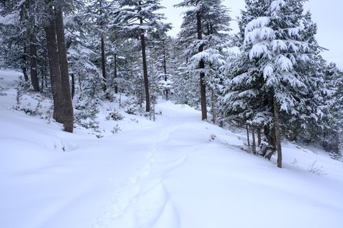 Free Serene snow-covered forest path lined with fir trees in a winter wonderland. Stock Photo