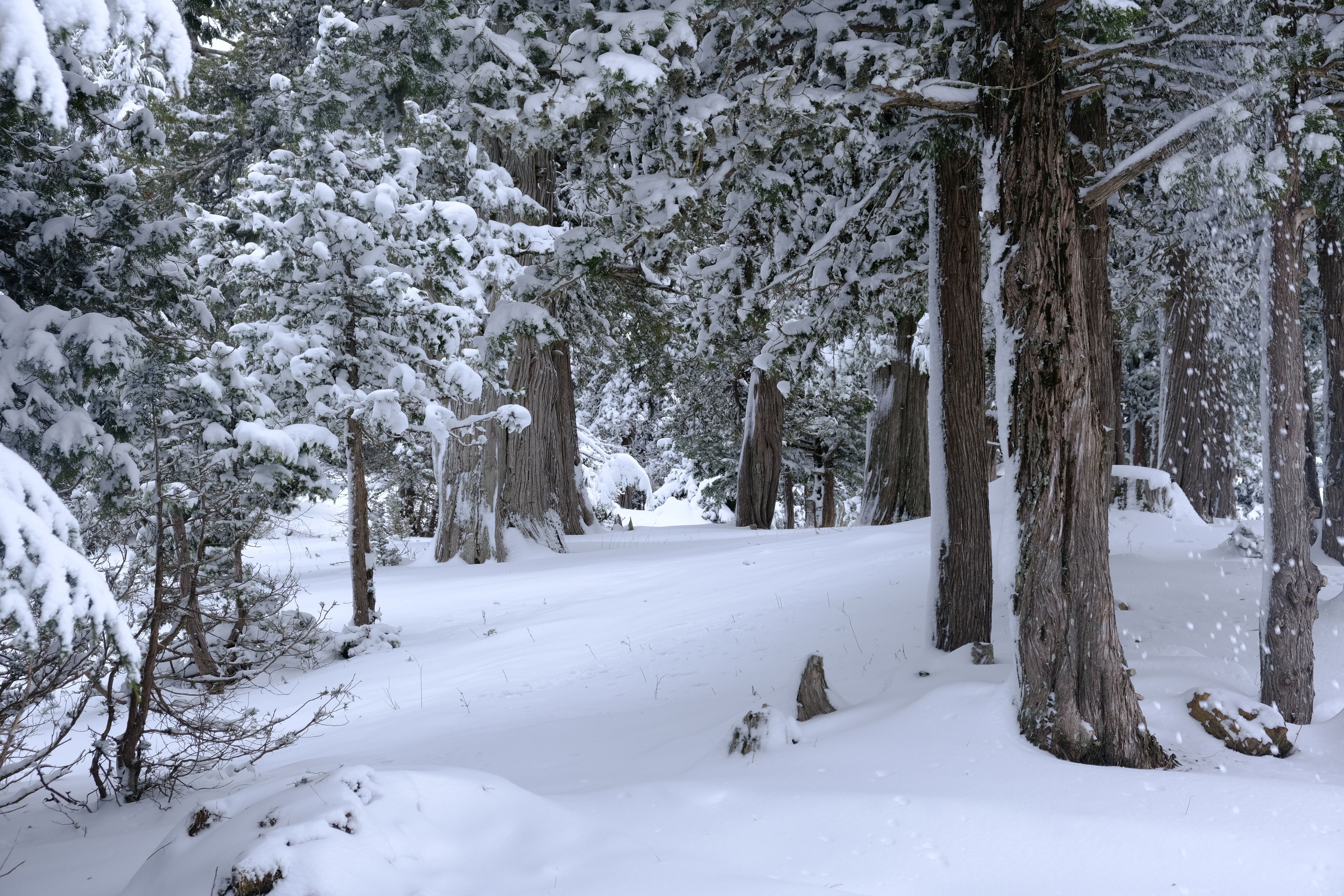 A tranquil snow-covered forest with tall trees, capturing the serene beauty of winter outdoors.