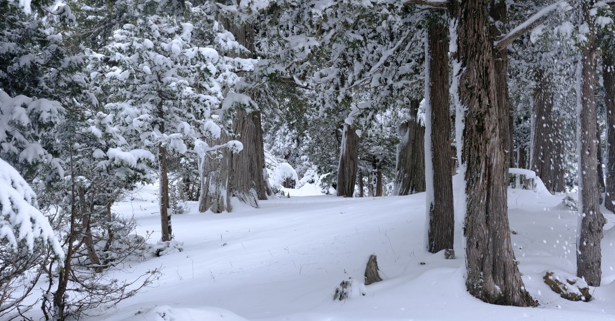 A tranquil snow-covered forest with tall trees, capturing the serene beauty of winter outdoors.