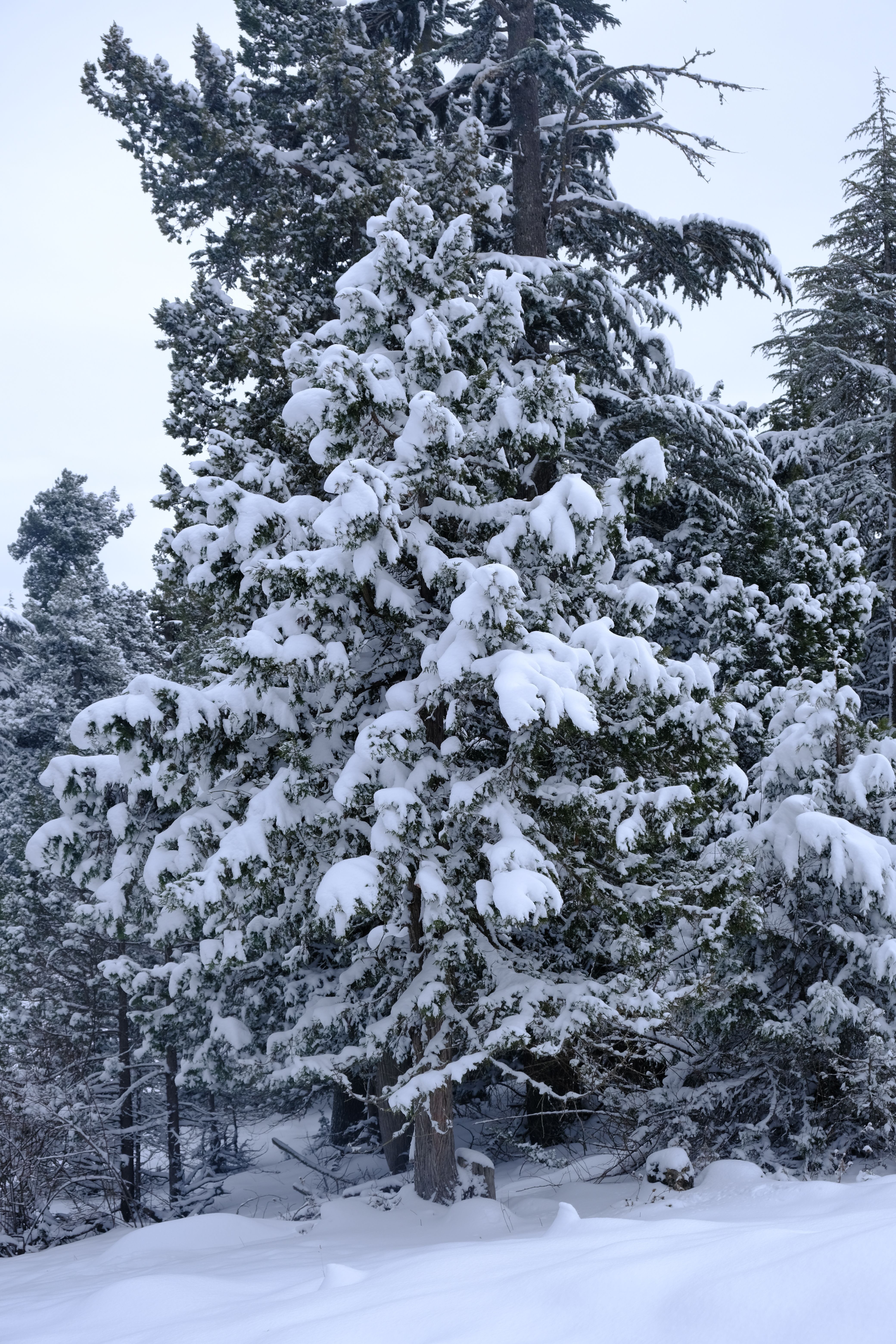Snow-Covered Pine Trees in Winter Forest · Free Stock Photo