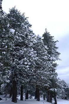 Scenic view of snow-laden pine trees in a tranquil winter landscape.