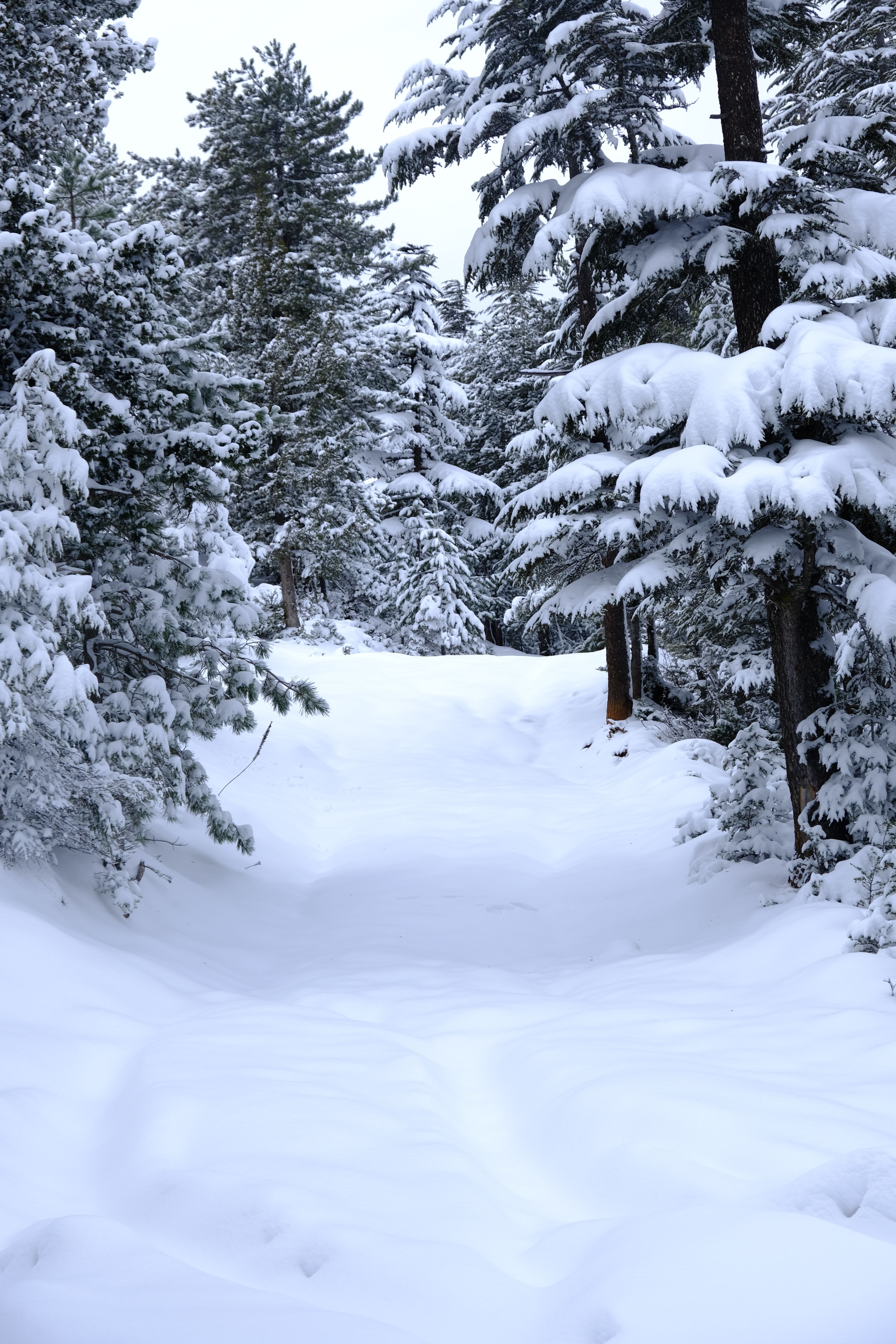 Snow-Covered Forest Path in Winter Wonderland · Free Stock Photo