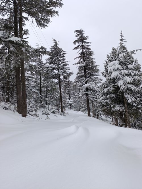 Free Serene winter scene of snow-laden trees in a tranquil forest. Stock Photo