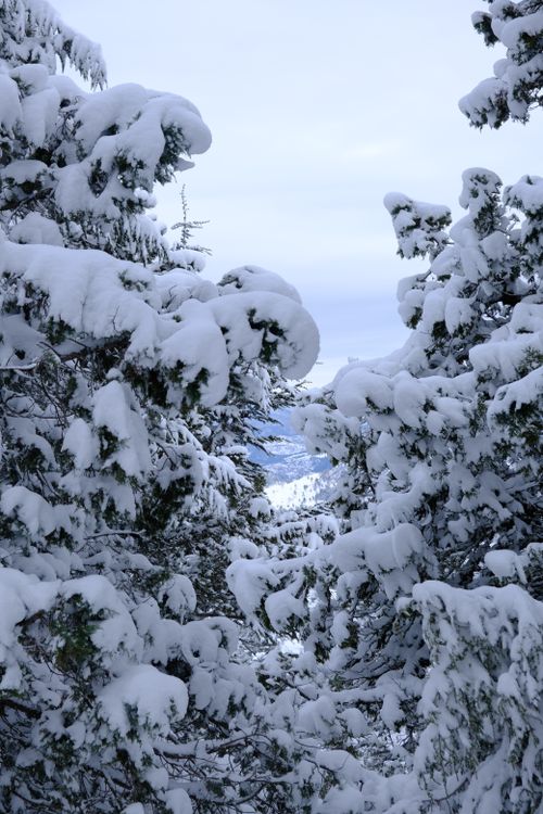 Free Serene view of snow-laden pine trees in a winter landscape capturing nature's tranquility. Stock Photo