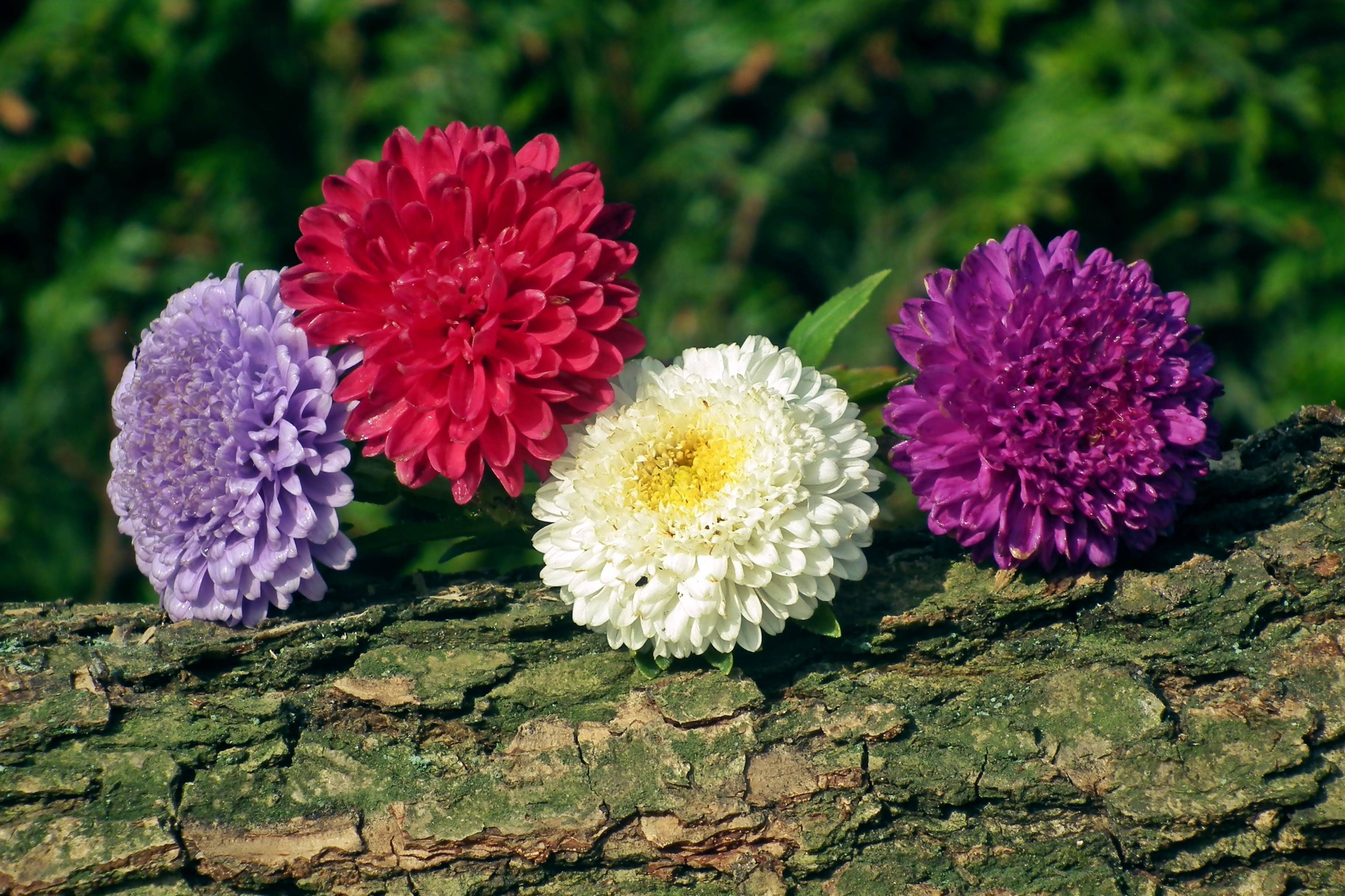 Colorful aster flowers displayed on tree bark, showcasing vibrant nature's beauty.
