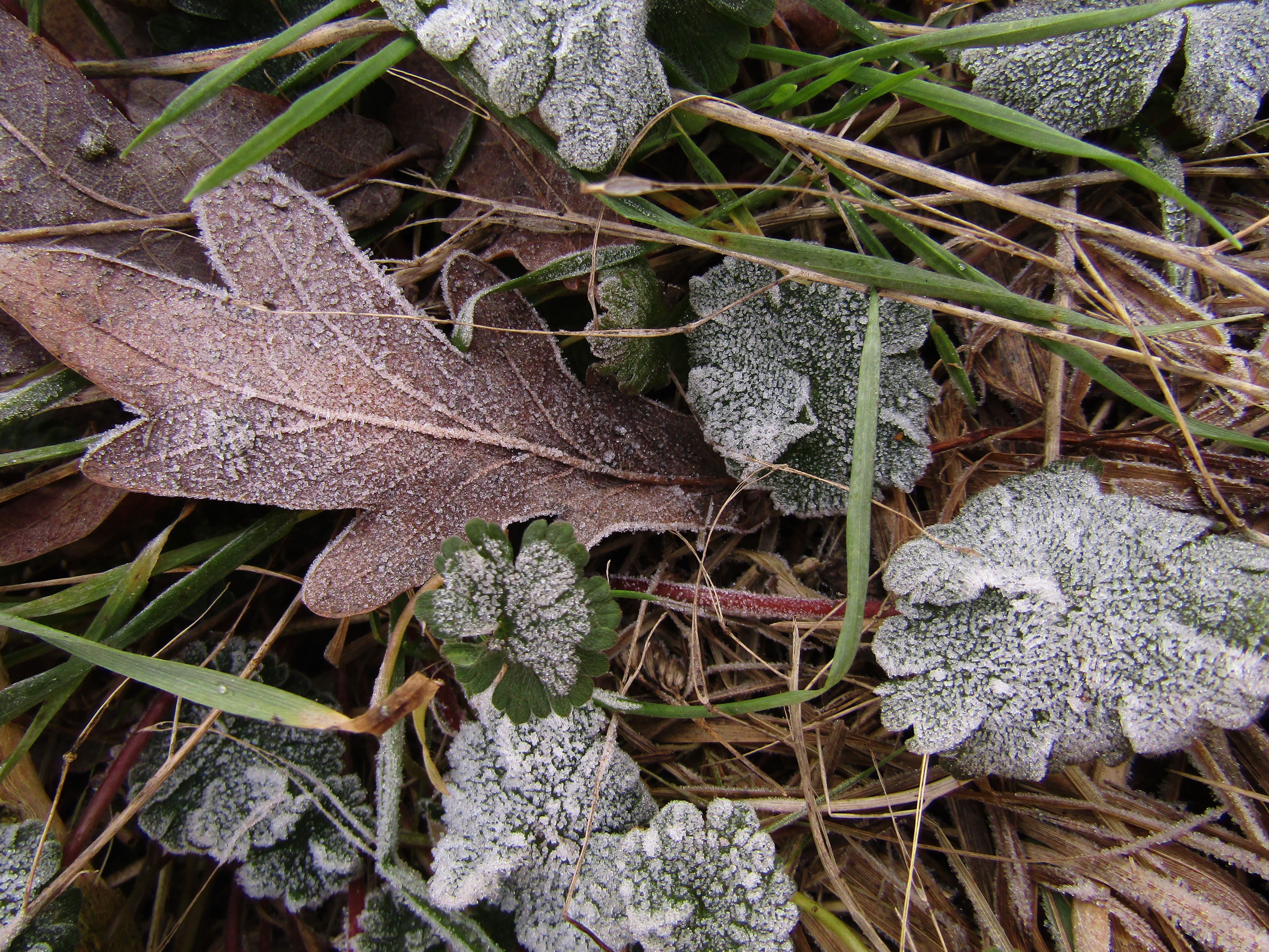 Close-up of frost-covered leaves and plants in a winter garden setting.