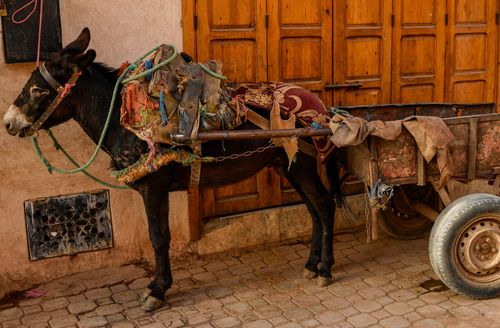Free A donkey with a rustic cart in the historic Medina of Marrakesh, Morocco. Stock Photo