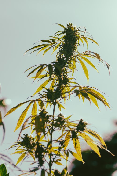 Free Vibrant cannabis plant silhouette against a bright sky in Brazil, highlighting natural beauty. Stock Photo