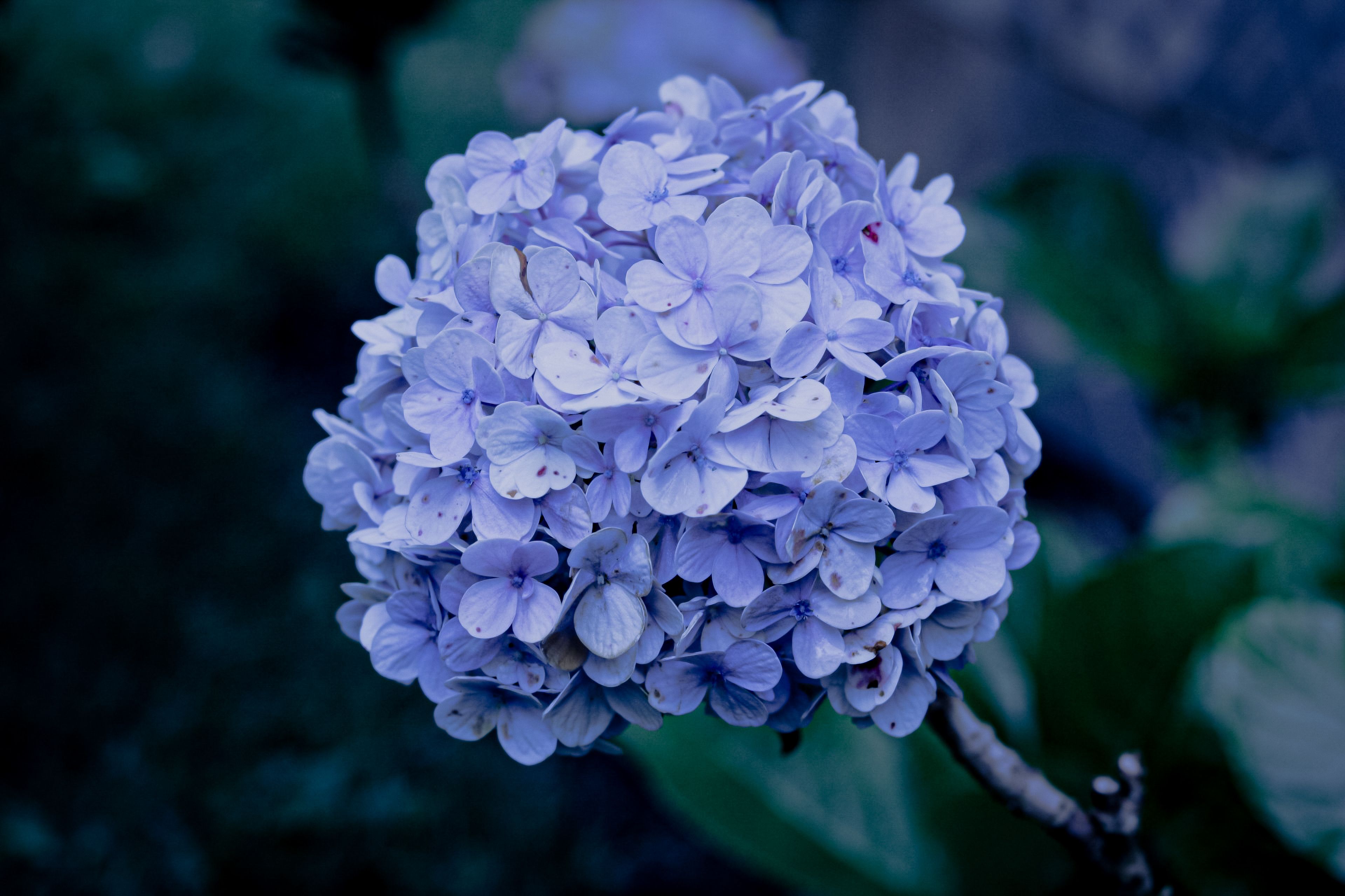 蓝色绣球花