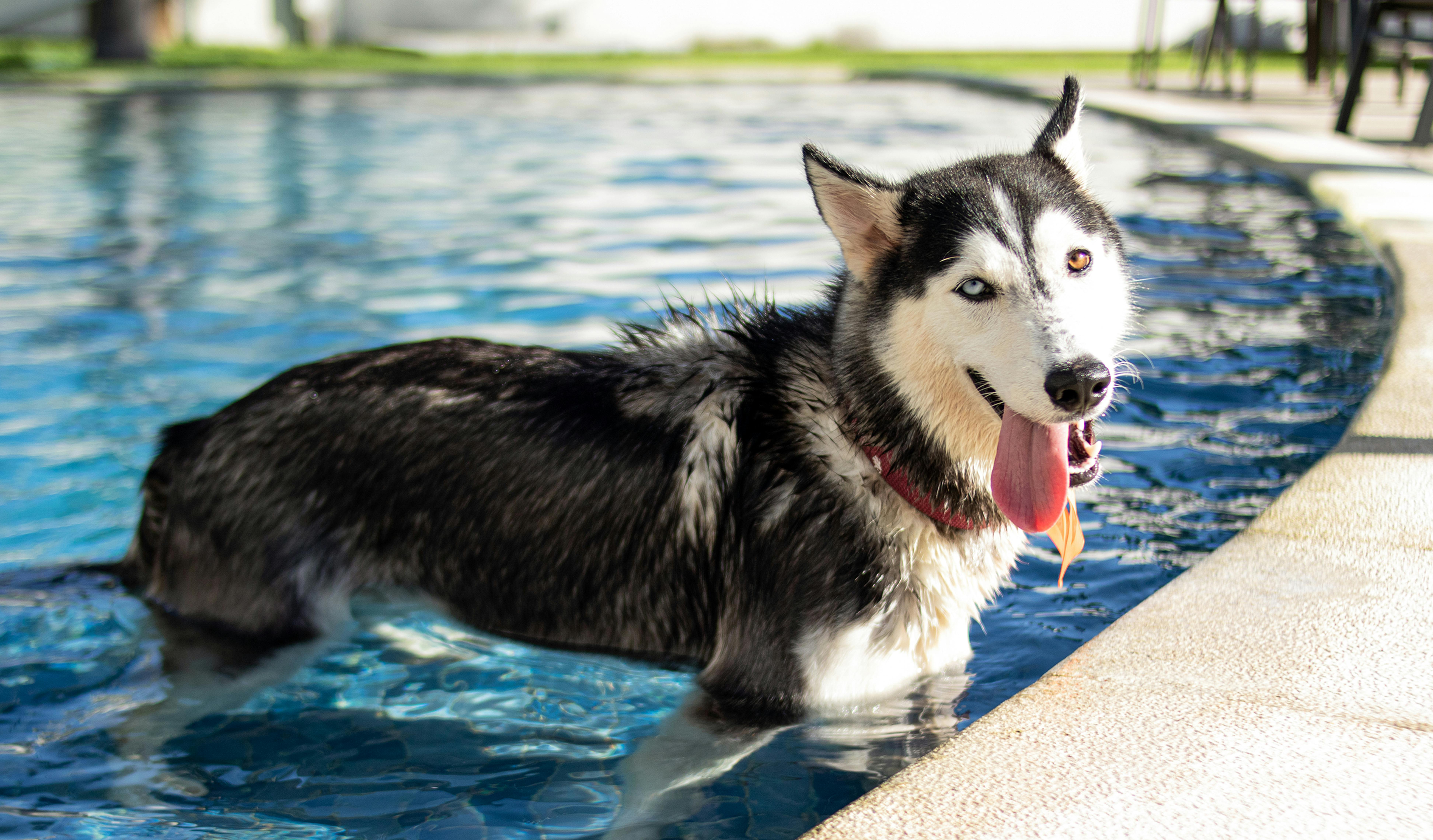 pet care pet safety — Photo by Jemima Brito on Pexels