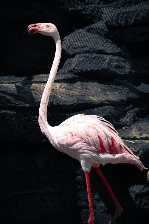 Free A graceful flamingo with vibrant plumage stands elegantly against a rocky backdrop. Stock Photo