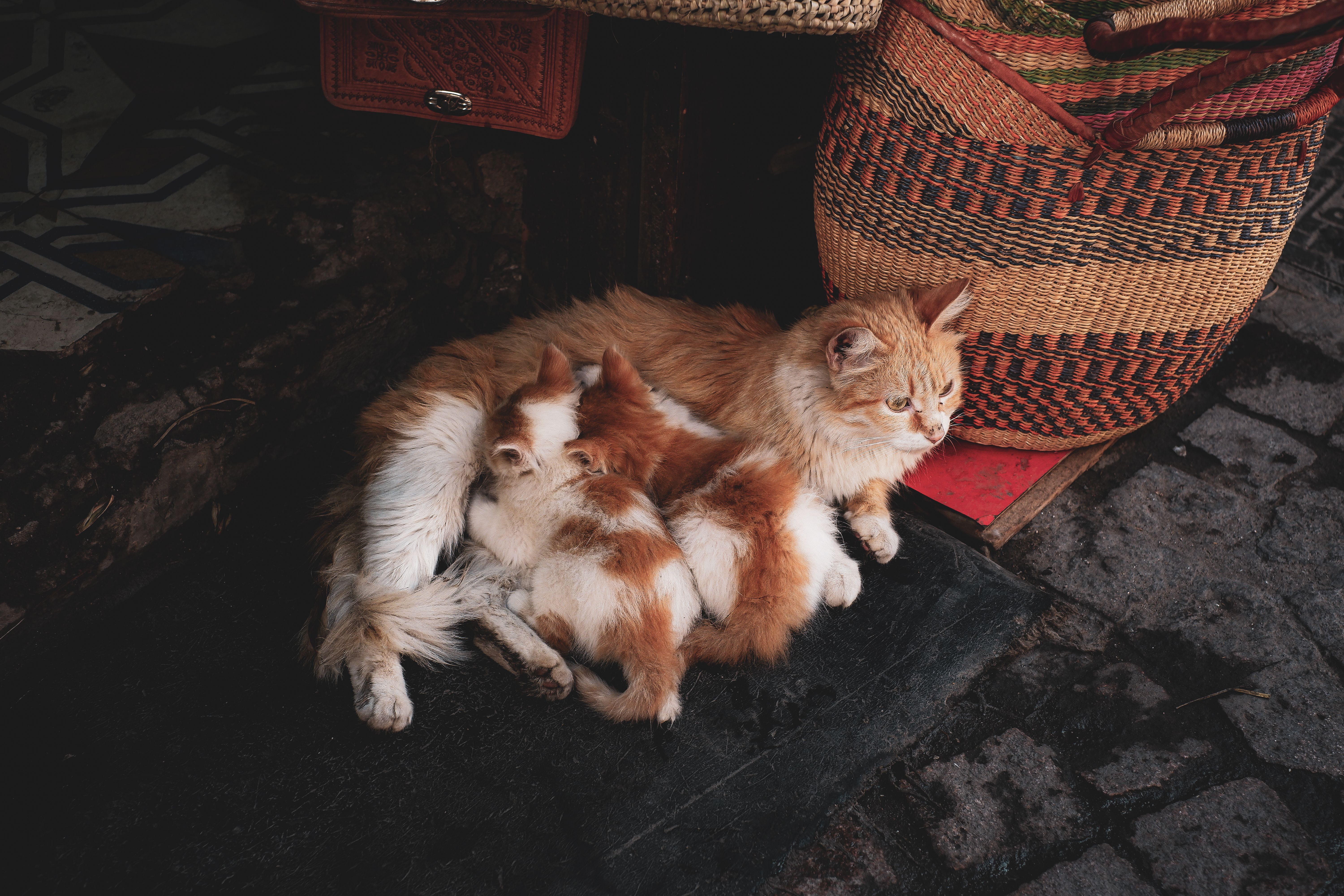 nursing kittens