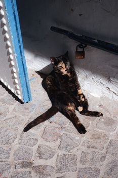 A relaxed calico cat enjoys the sun beside a blue door on a cobblestone path.