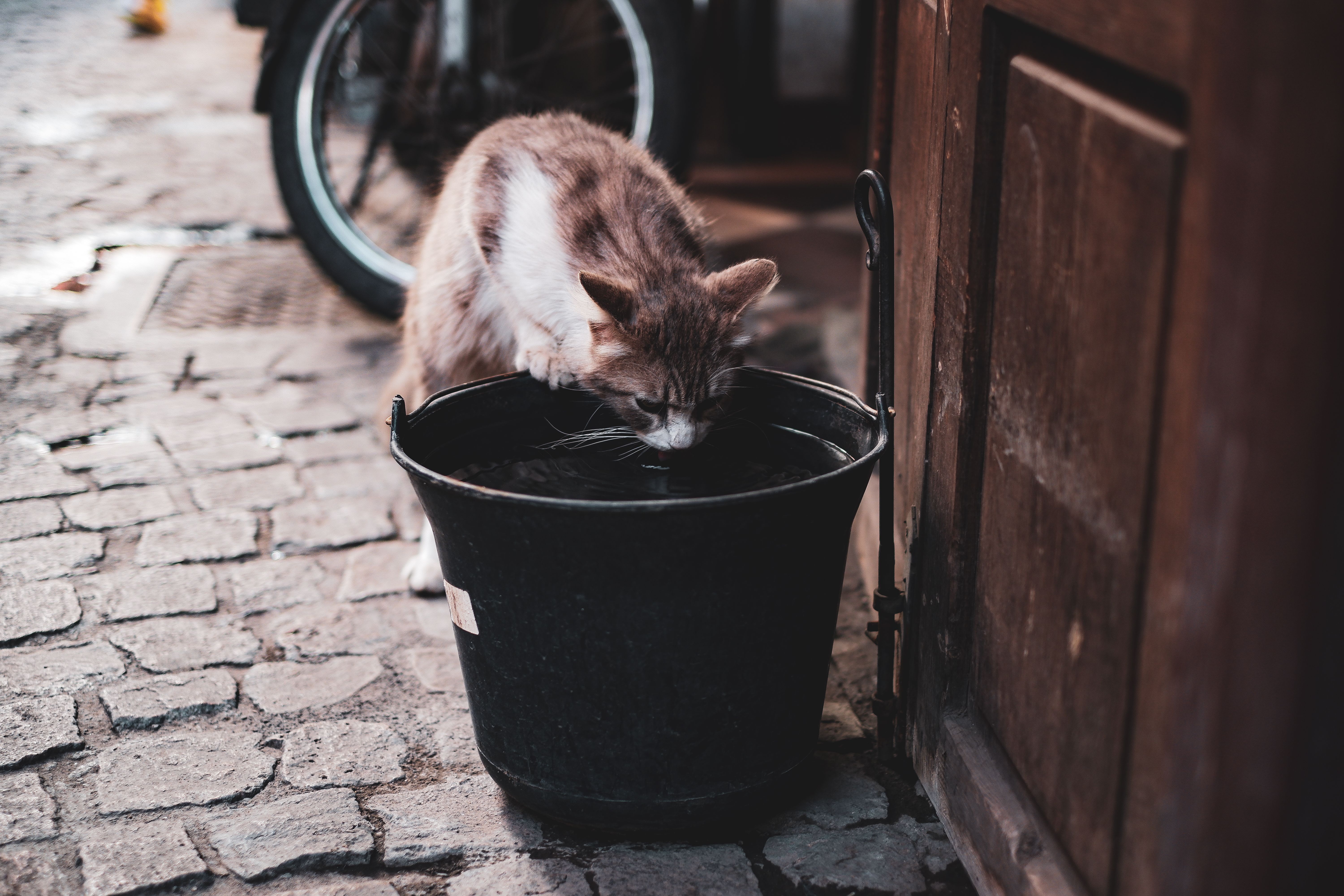 A curious cat drinking from a black bucket on a cobblestone street.