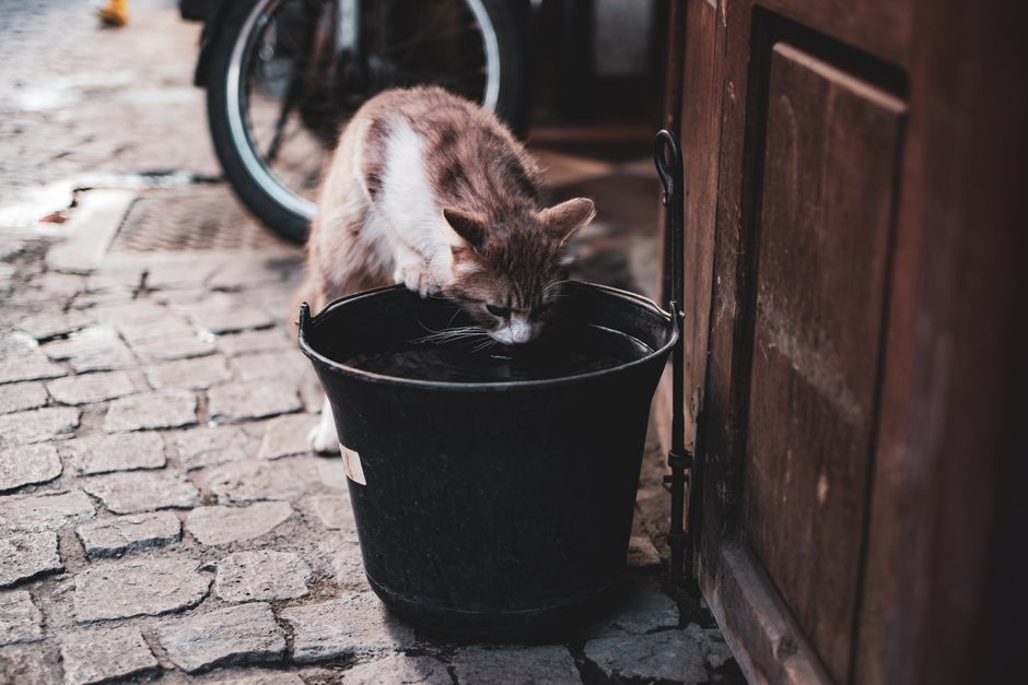 A curious cat drinking from a black bucket on a cobblestone street.