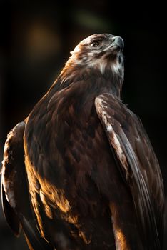 Close-up of a majestic golden eagle illuminated by dramatic lighting.