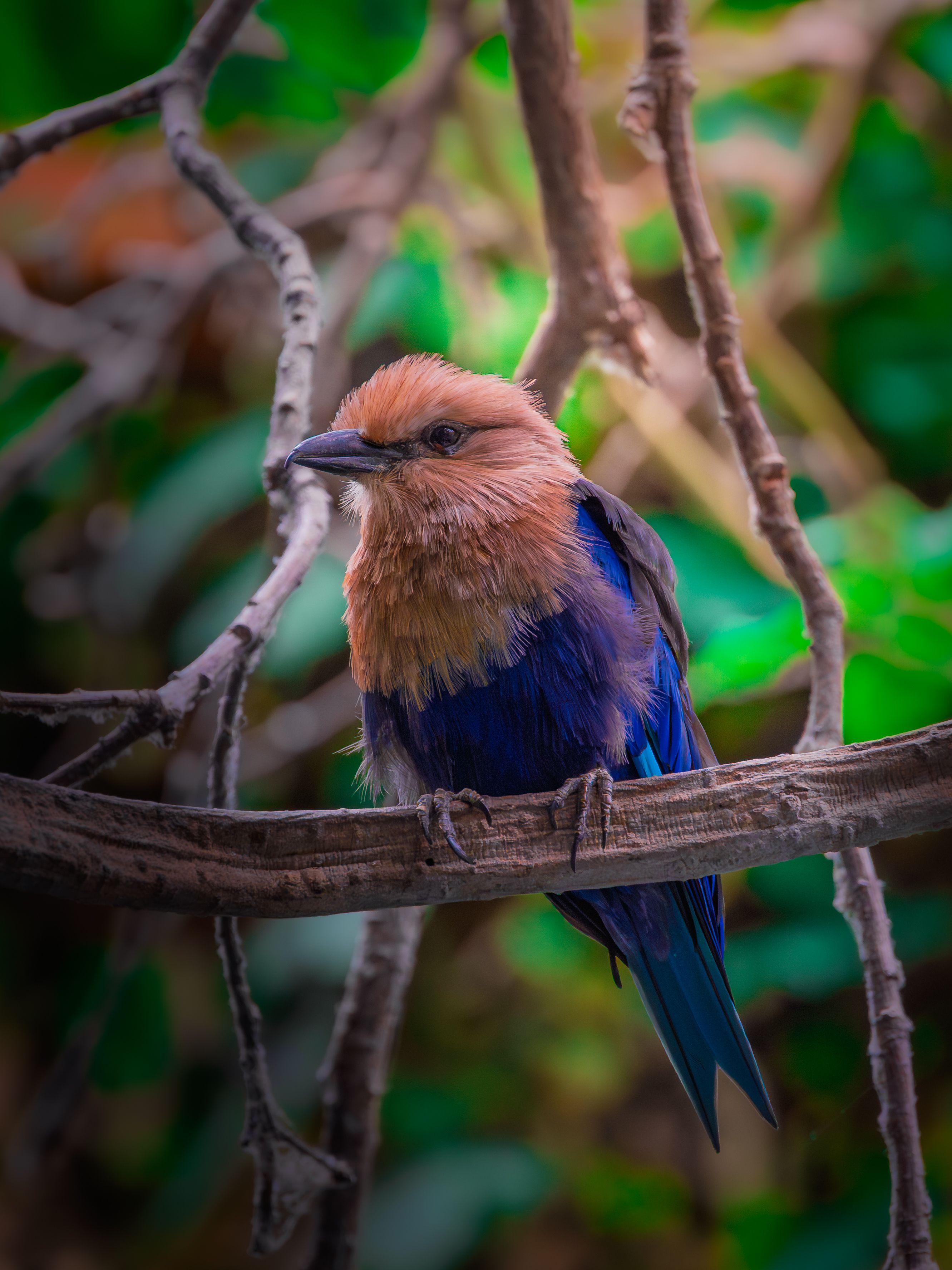 Close-up of a vibrant Broad-billed Roller bird perched on a branch in a lush setting.