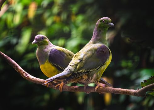 green pigeon dove bird