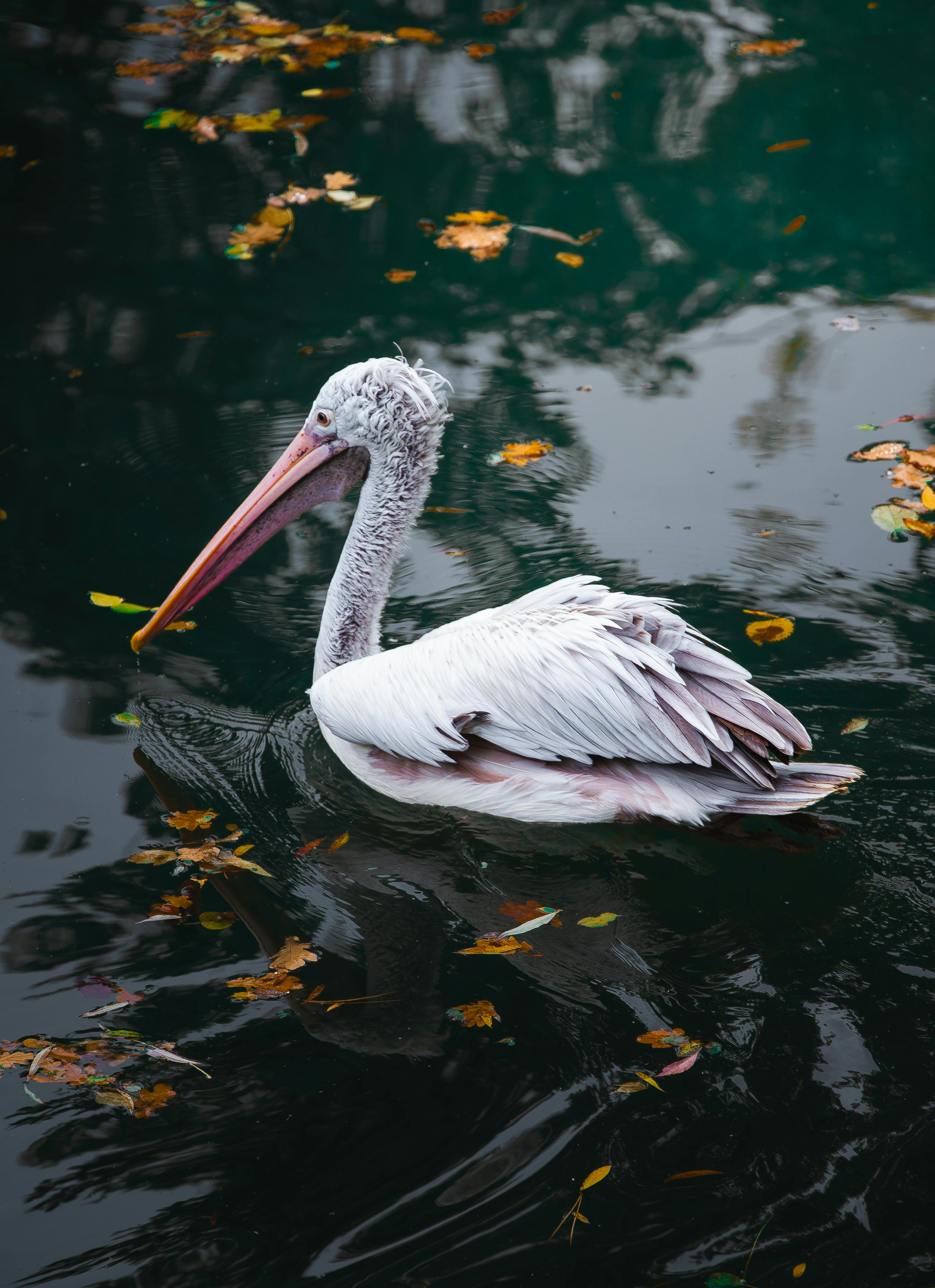 A beautiful pelican gracefully floats on dark, reflective waters surrounded by autumn leaves.
