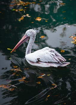 A beautiful pelican gracefully floats on dark, reflective waters surrounded by autumn leaves.