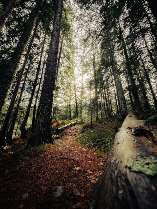 Free Discover the natural tranquility of a forest pathway surrounded by tall trees. Stock Photo