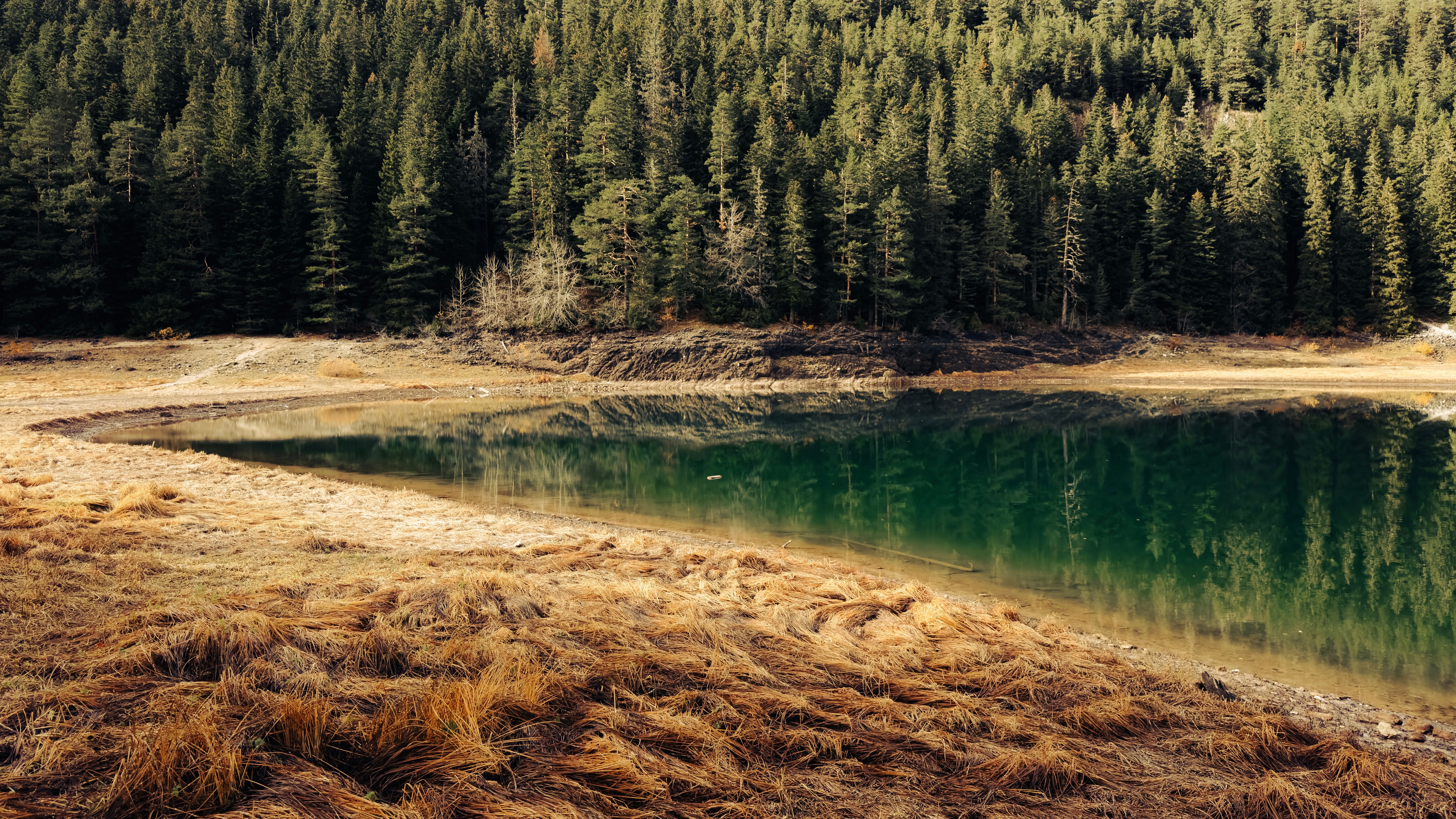 Serene Forest Lake with Reflective Waters · Free Stock Photo