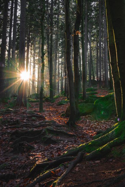 Sunrise in a serene forest, illuminating trees and mossy rocks.