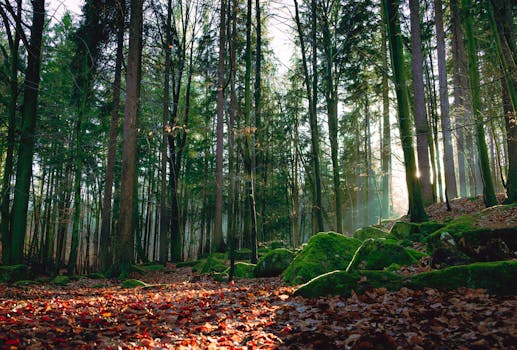 A serene forest with sunlight peeking through trees, highlighting mossy rocks and fallen leaves.