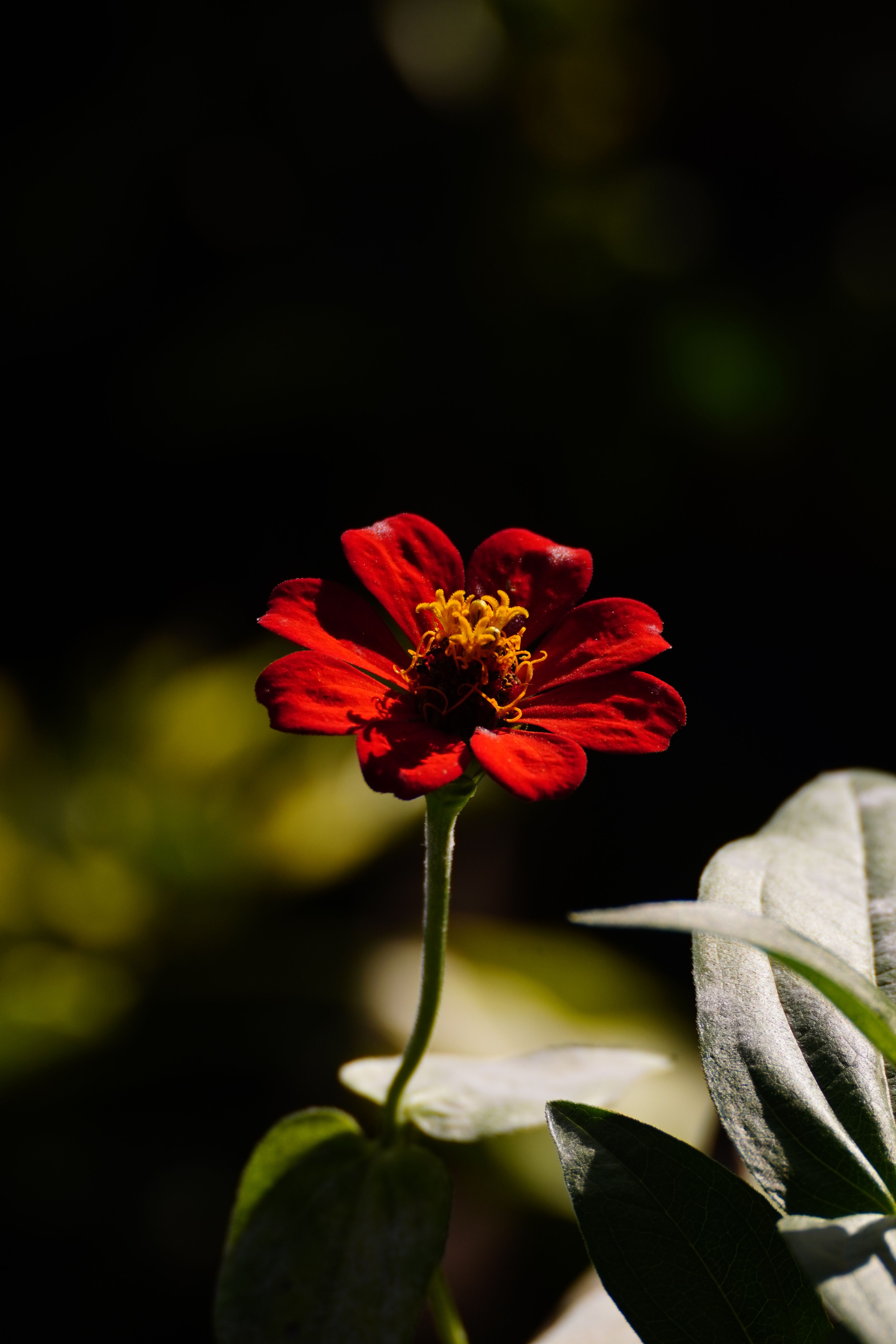 A red flower in the middle of a green field · Free Stock Photo