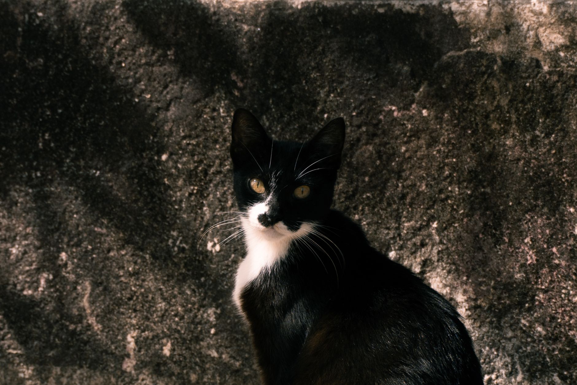 Portrait of a cat at a veterinary clinic