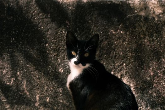 A black and white cat with striking eyes sits elegantly against a textured rustic wall.