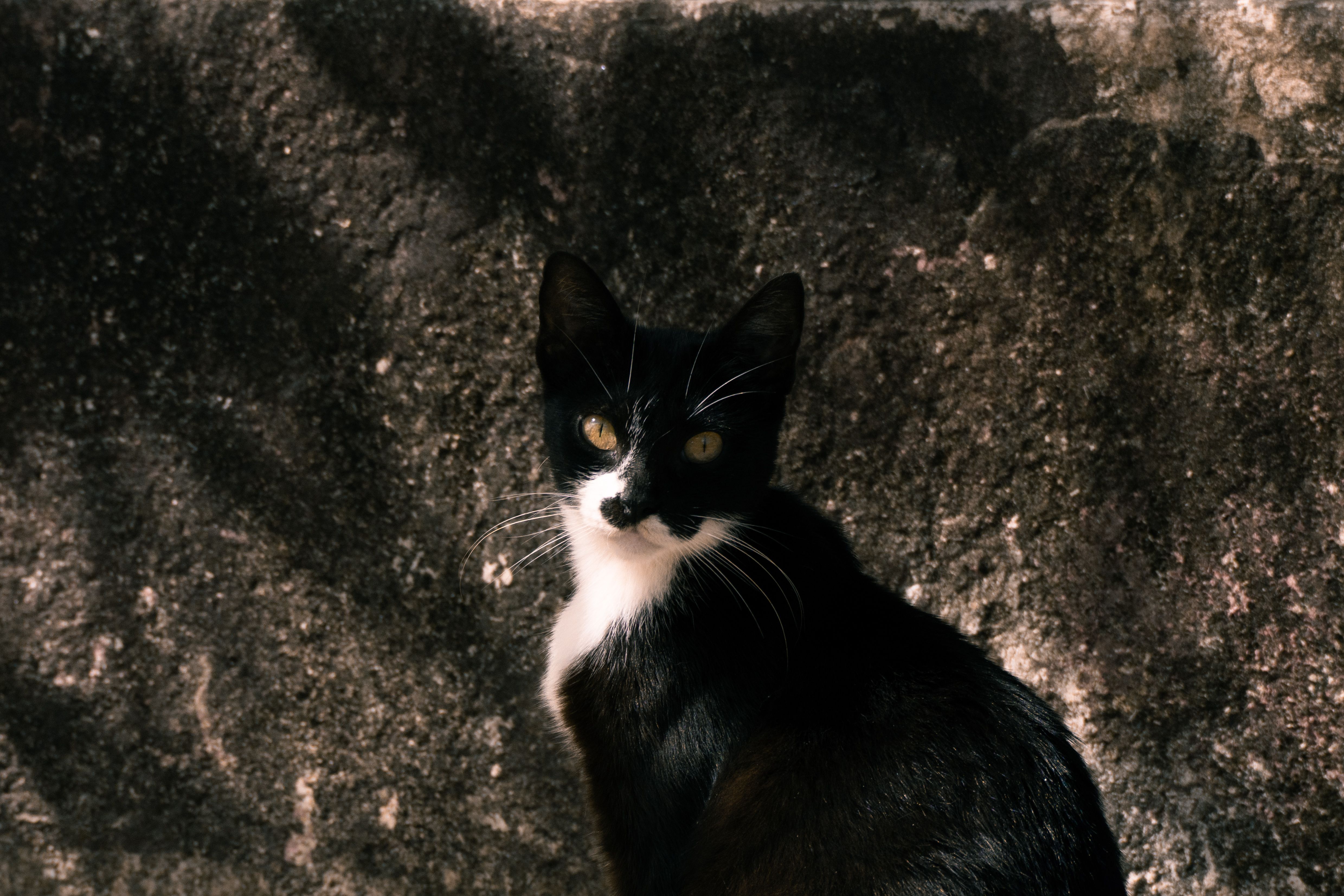 Black and White Cat Against Rustic Wall · Free Stock Photo
