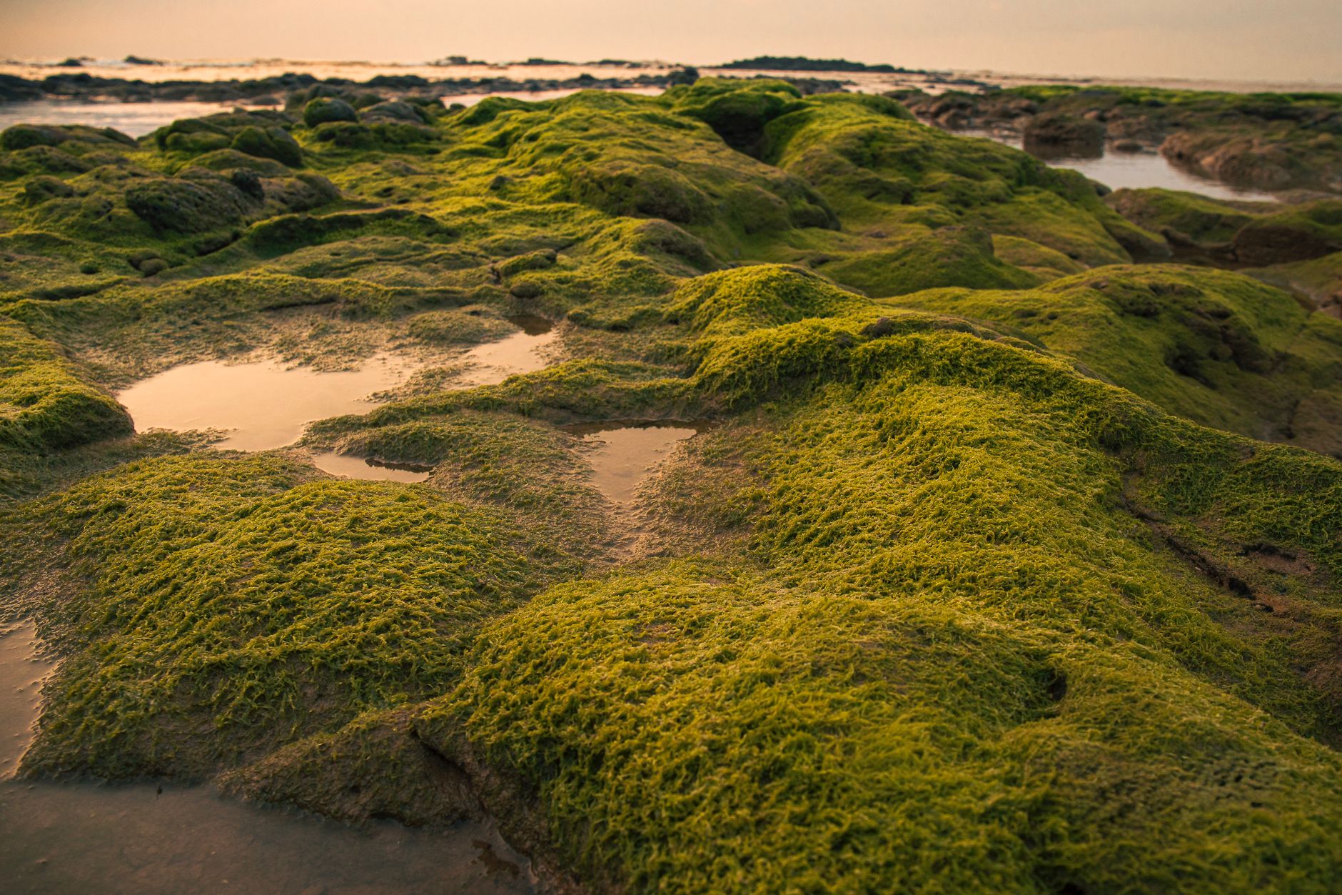 Explore vibrant green moss-covered rocks along the serene coastline of Quảng Trị, Vietnam at dawn.