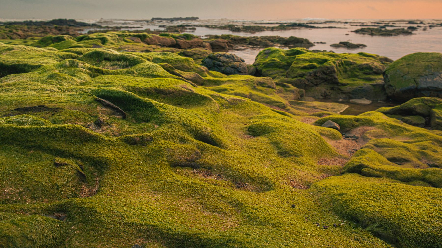 Scenic view of vibrant green moss covering coastal rocks at sunrise in Quảng Trị, Vietnam.