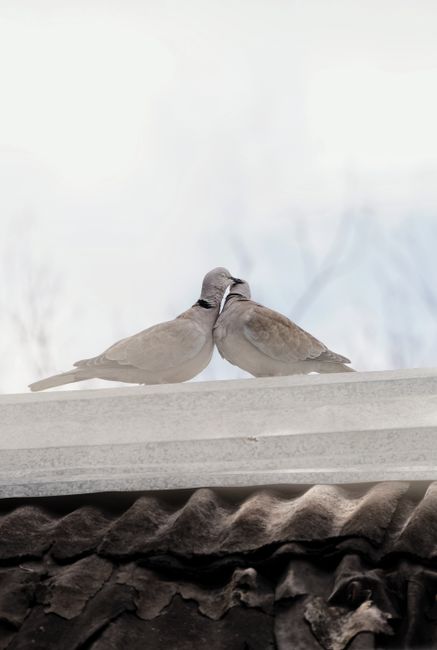 Two collared doves perched closely on a rooftop, symbolizing harmony and love.