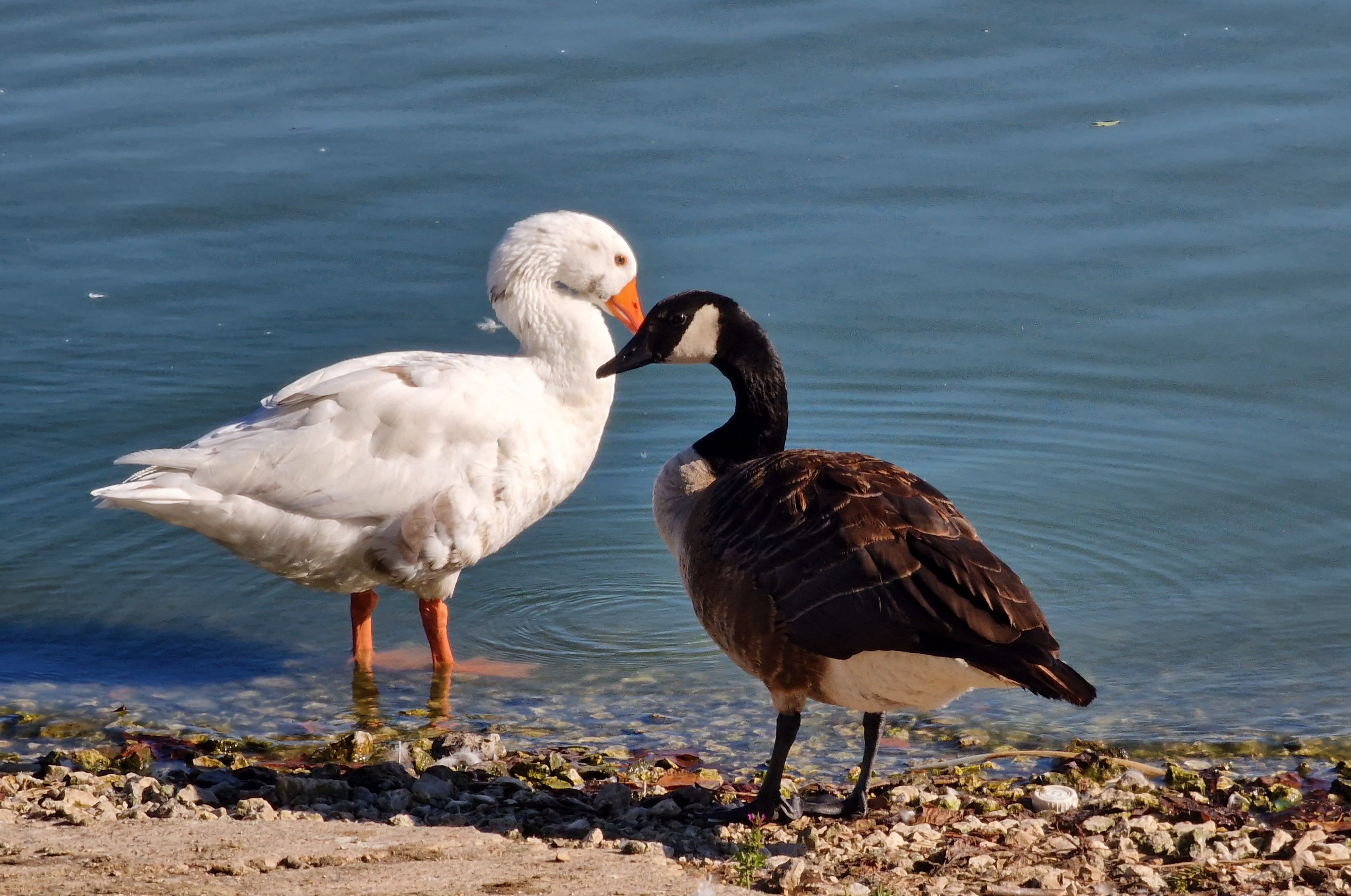 Gay Men Flocked to Goose for Friendship. Some Still Feel Excluded