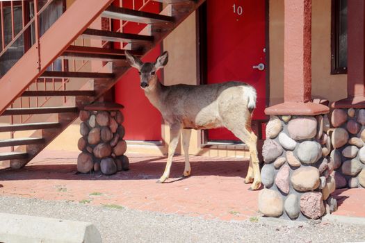 A deer stands near a vibrant red door under a stone staircase, showcasing urban wildlife.