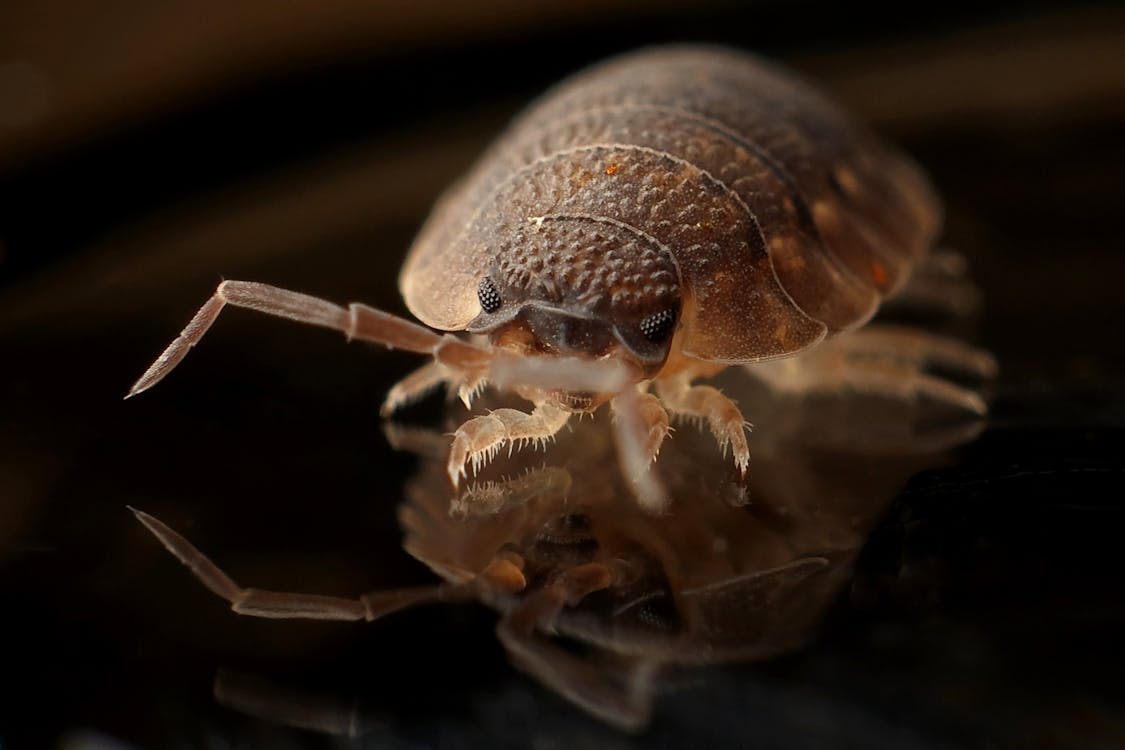 Free Brown 8 Legged Insect on Black Surface Stock Photo