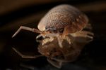 Bhumro Insect Edit