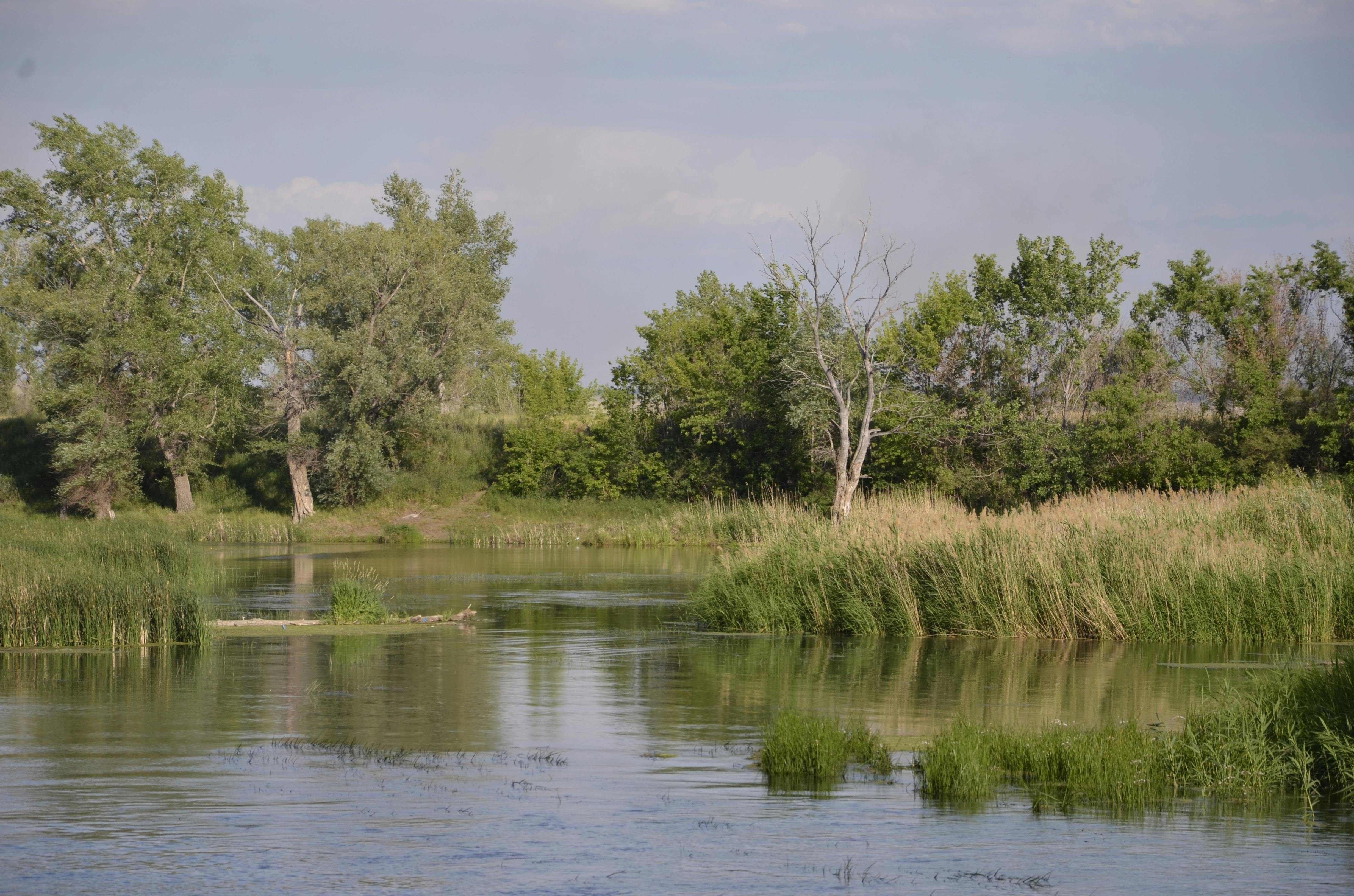 Tranquil river scene surrounded by lush green trees and grasses under a clear sky, capturing serene nature.