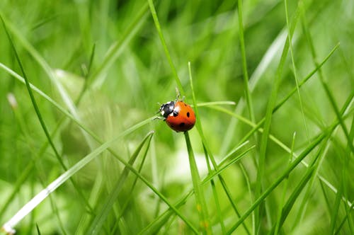 Free Red Ladybug on Green Grass Stock Photo