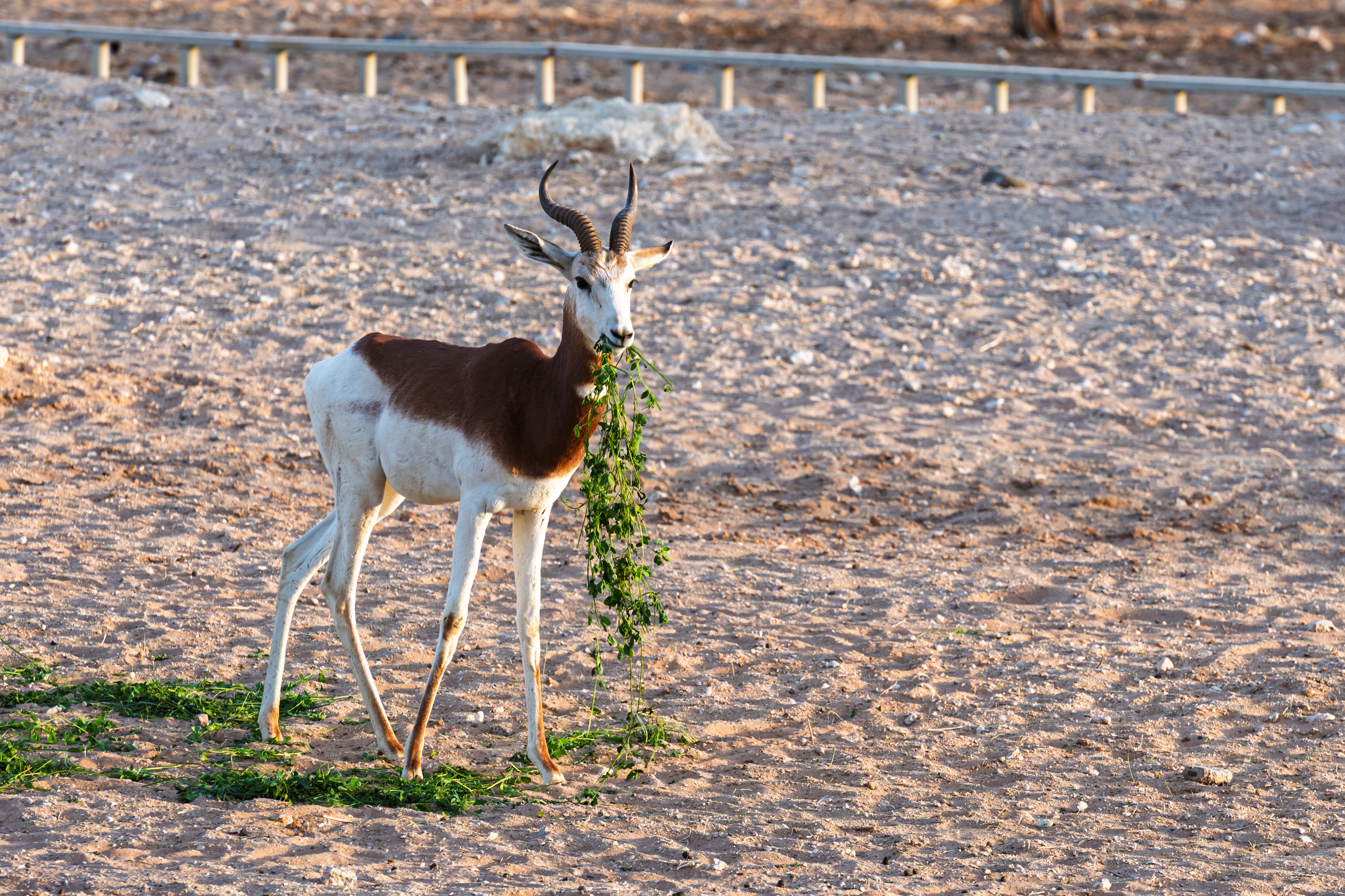 Springbok grazing in arid desert landscape · Free Stock Photo