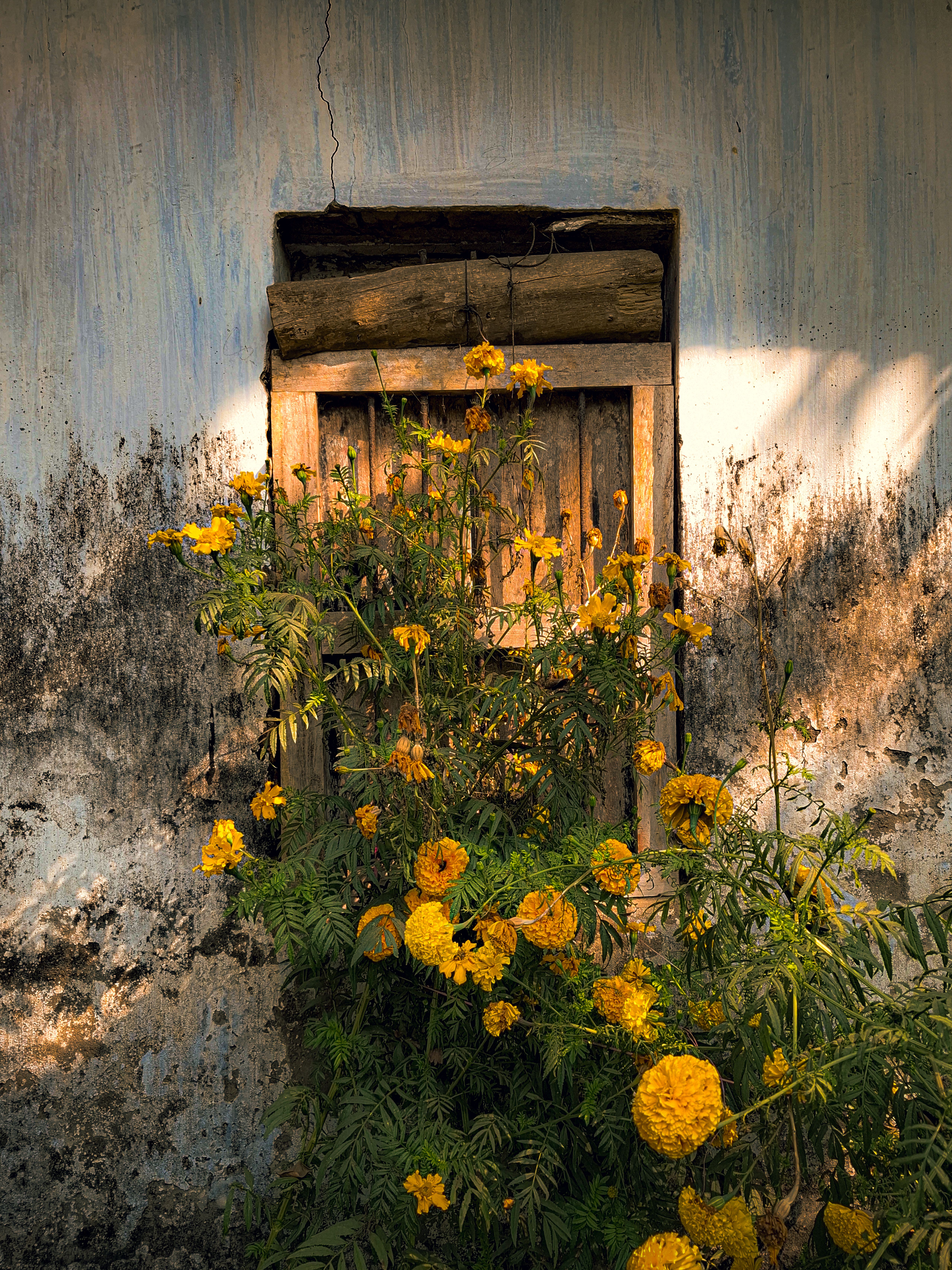 Rustic Window with Yellow Marigold Flowers · Free Stock Photo