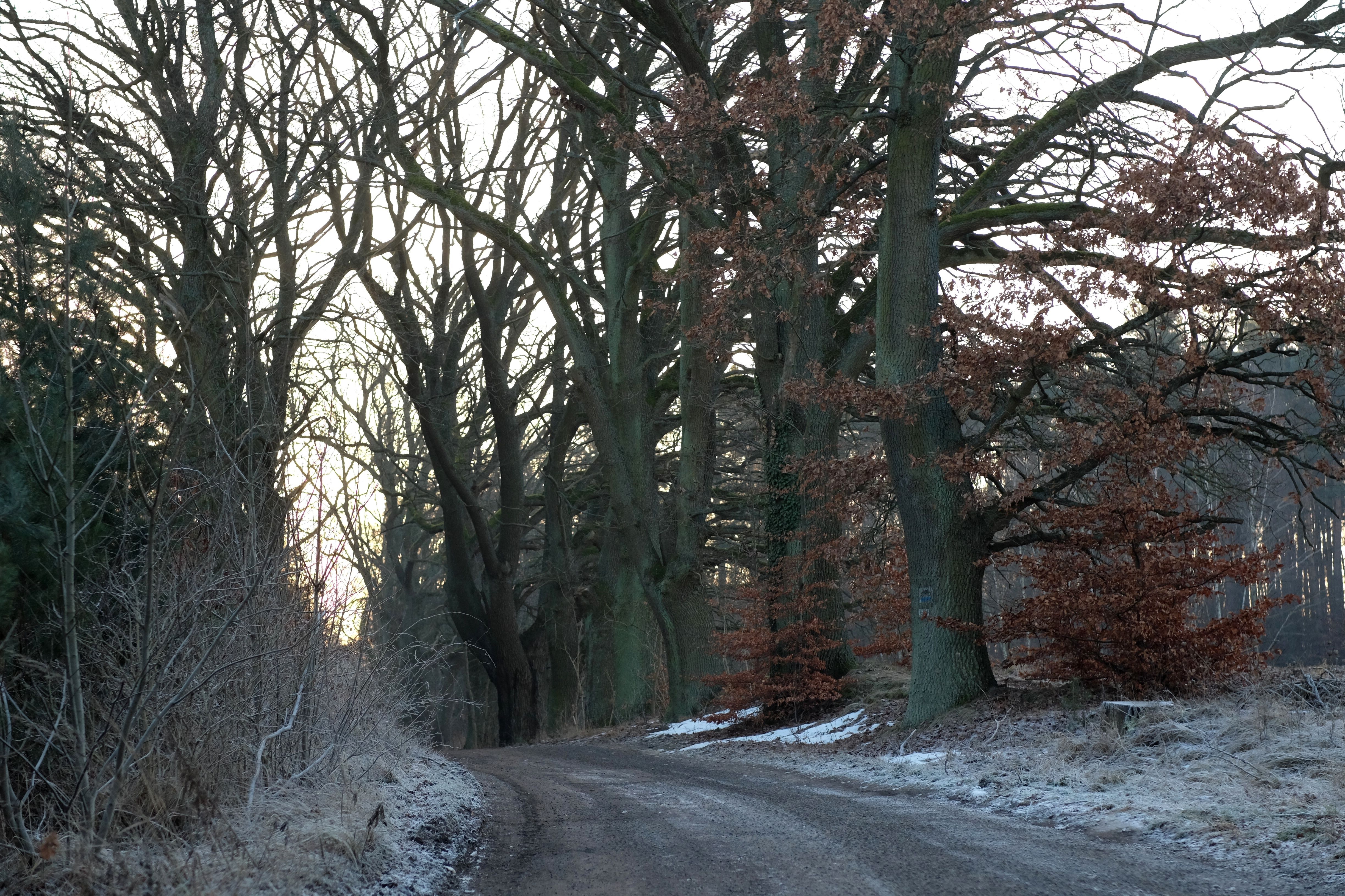 Winter Path Through Bare Forest in Early Morning · Free Stock Photo