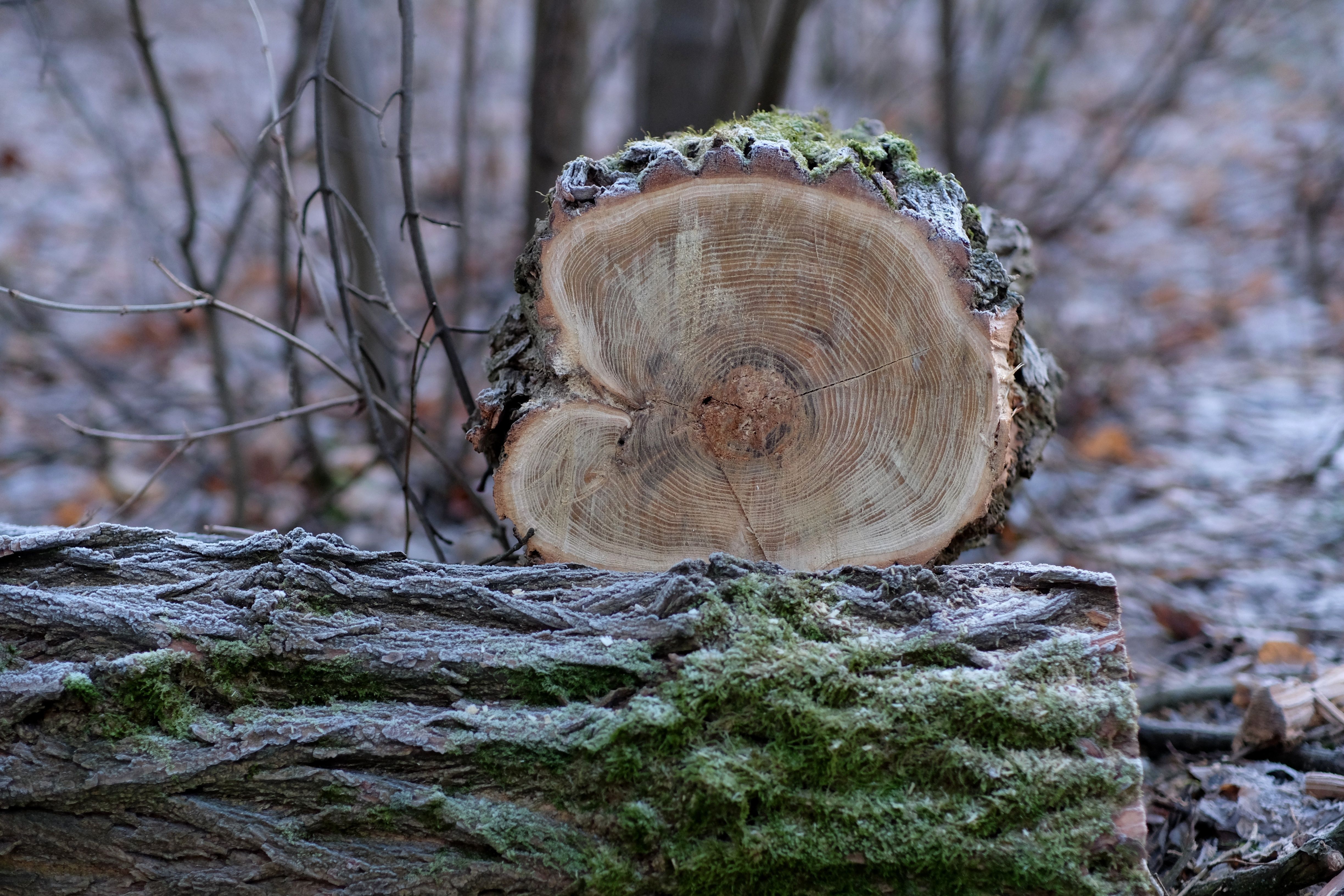 Detailed view of a mossy tree stump in a forest setting during winter.