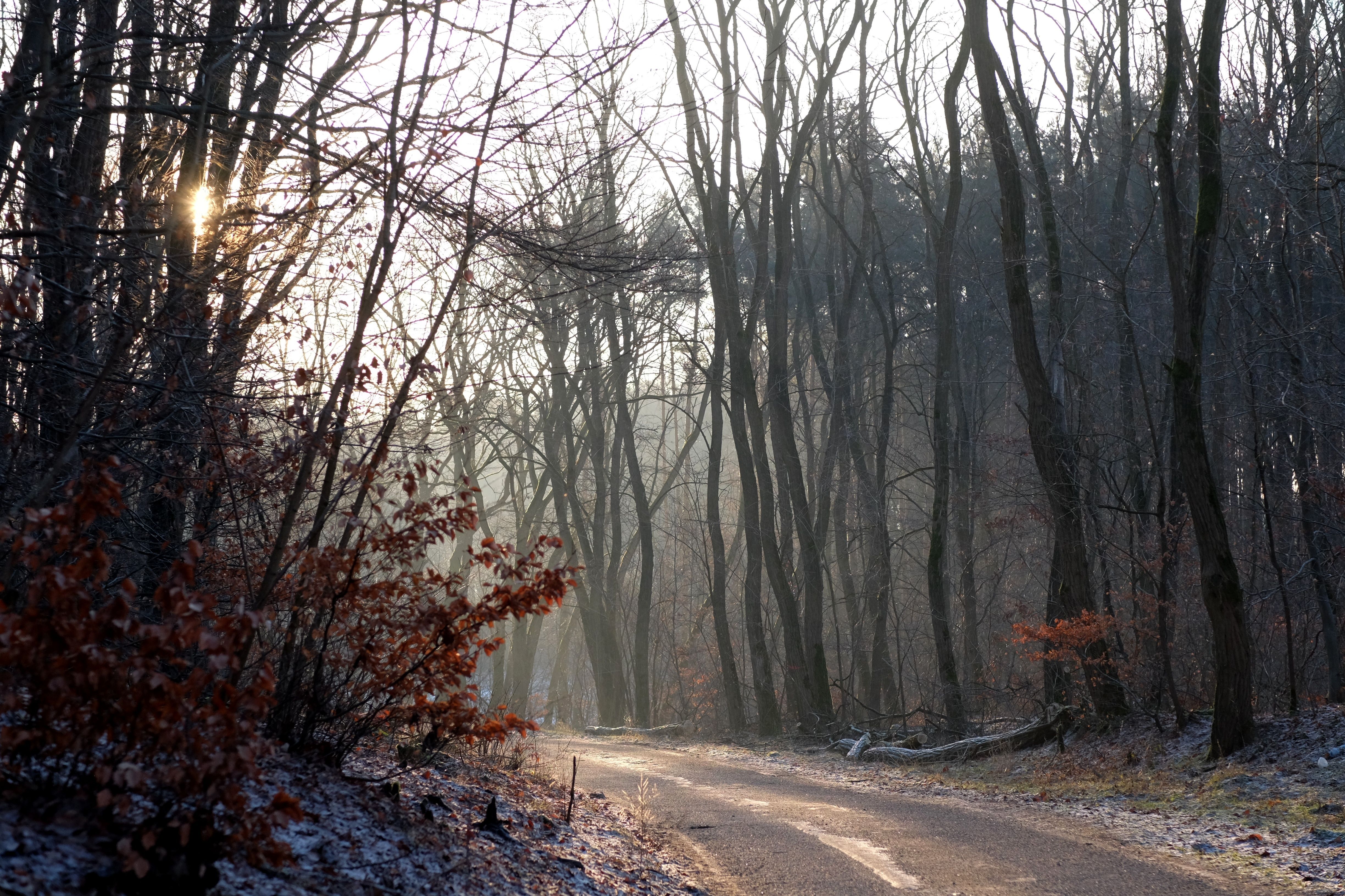 Dirt Road With Trees On The Side On A Foggy Morning · Free Stock Photo